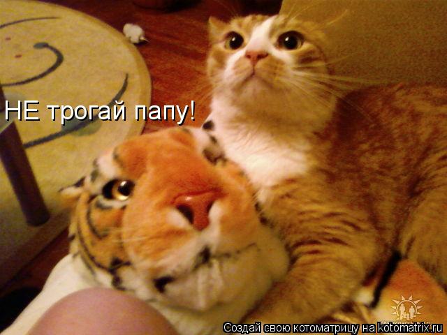 НЕ трогай папу!... Котоматрица: НЕ трогай папу!