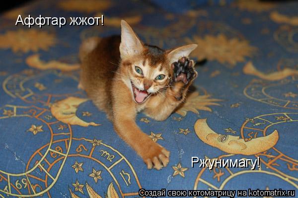 Котоматрица: Аффтар жжот! Ржунимагу!