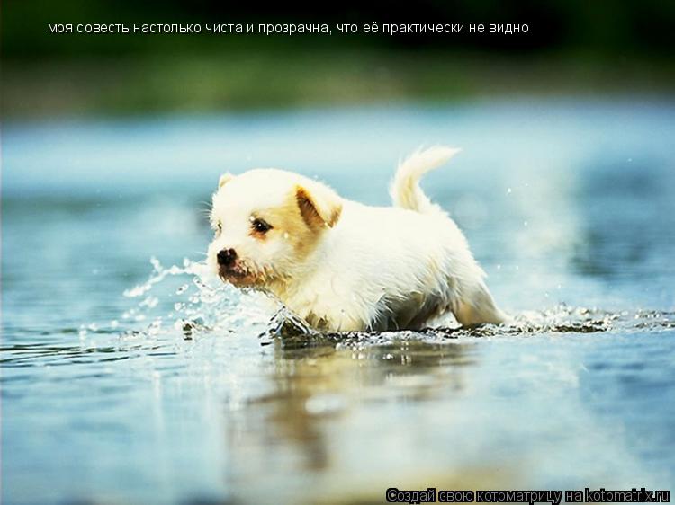 моя совесть настолько чиста и прозрачна, что её практически не видно... Котоматрица: моя совесть настолько чиста и прозрачна, что её практически не видно