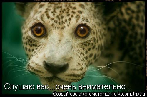 Слушаю вас...очень внимательно...... Котоматрица: Слушаю вас...очень внимательно...