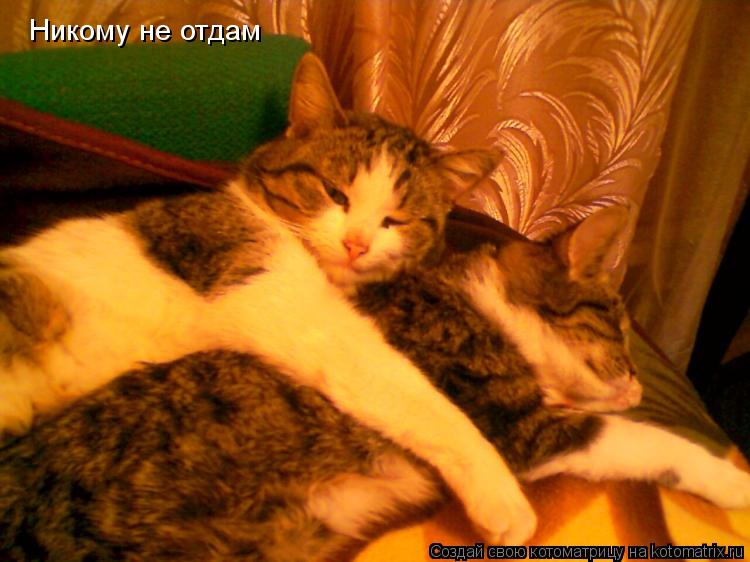 Котоматрица: Никому не отдам