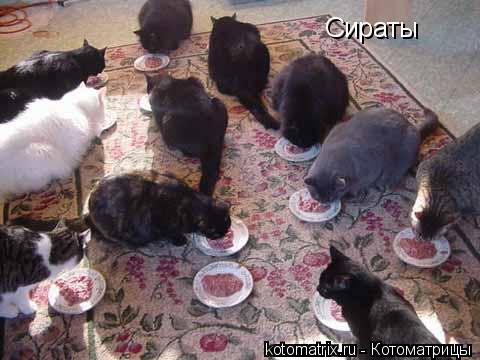 Котоматрица: Сираты