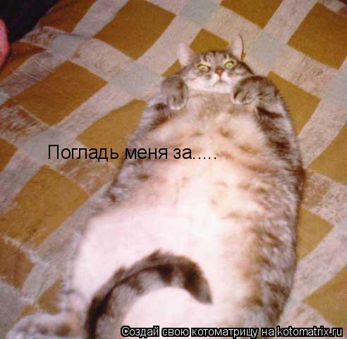 Погладь меня за........ Котоматрица: Погладь меня за.....