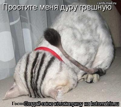 Котоматрица: Простите меня дуру грешную