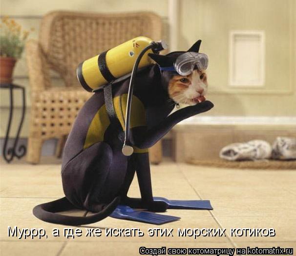 Муррр, а где же искать этих морских котиков... Котоматрица: Муррр, а где же искать этих морских котиков