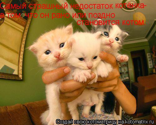 Самый страшный недостаток котёнка - в том, что он рано или поздно становится котом.... Котоматрица: Самый страшный недостаток котёнка - в том, что он рано или поздно становится котом.