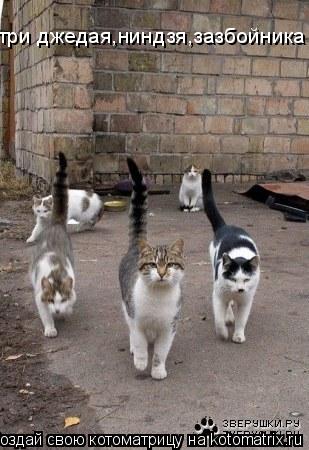 три джедая,ниндзя,зазбойника... Котоматрица: три джедая,ниндзя,зазбойника