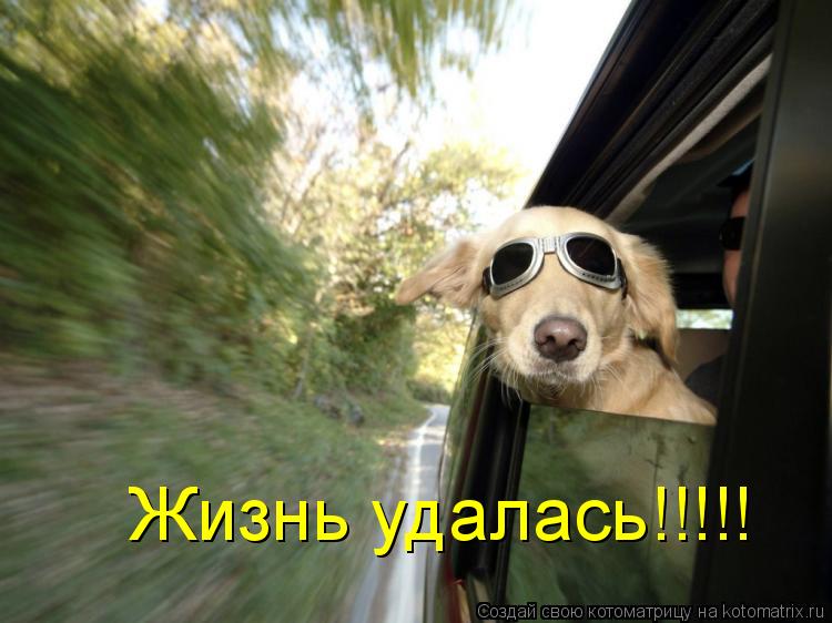 Жизнь удалась!!!!!... Котоматрица: Жизнь удалась!!!!!