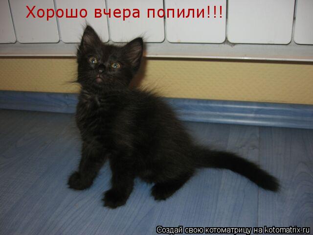 Хорошо вчера попили!!!... Котоматрица: Хорошо вчера попили!!!
