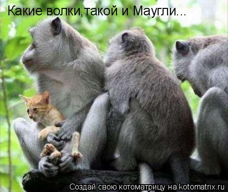 Котоматрица: Какие волки,такой и Маугли...