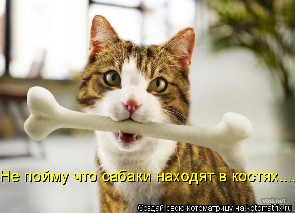 Котоматрица: Не пойму что сабаки находят в костях.......