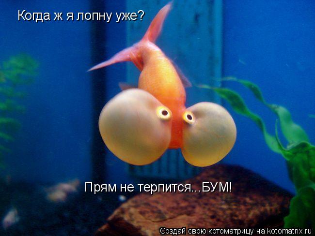 Когда ж я лопну уже? Прям не терпится...БУМ!... Котоматрица: Когда ж я лопну уже? Прям не терпится...БУМ!