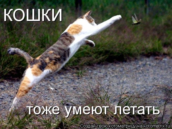 Котоматрица: тоже умеют летать КОШКИ
