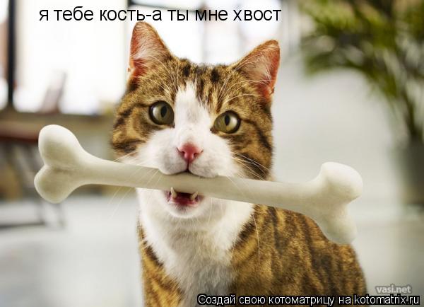 Котоматрица: я тебе кость-а ты мне хвост