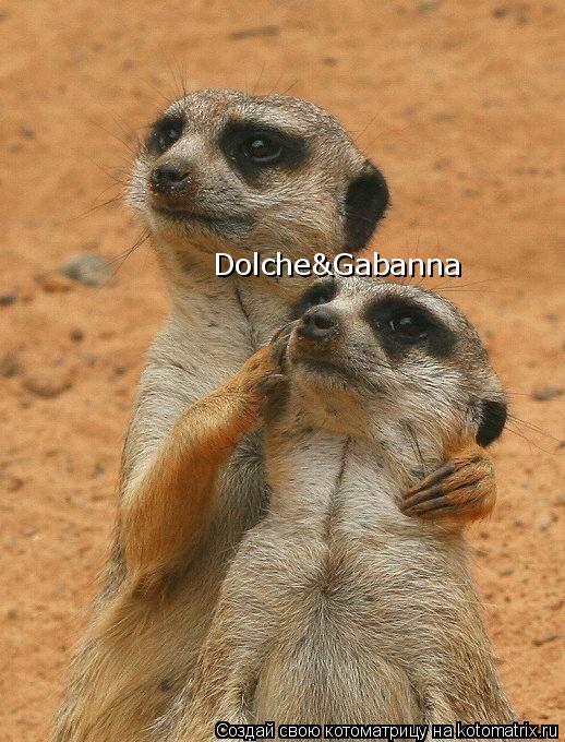 Котоматрица: Dolche&Gabanna
