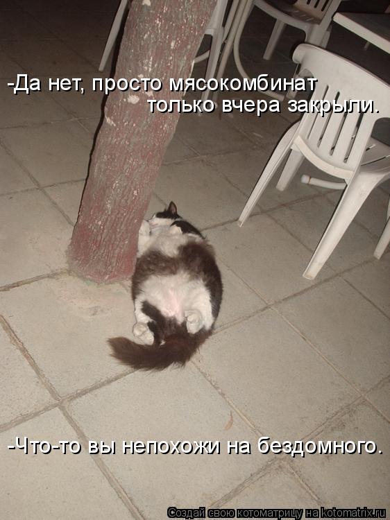 Котоматрица: -Что-то вы непохожи на бездомного. -Да нет, просто мясокомбинат только вчера закрыли.