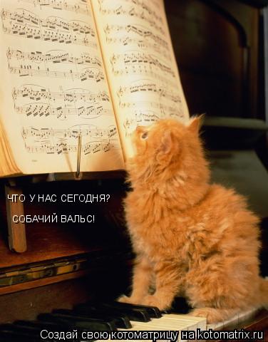 ЧТО У НАС СЕГОДНЯ? СОБАЧИЙ ВАЛЬС!... Котоматрица: ЧТО У НАС СЕГОДНЯ? СОБАЧИЙ ВАЛЬС!