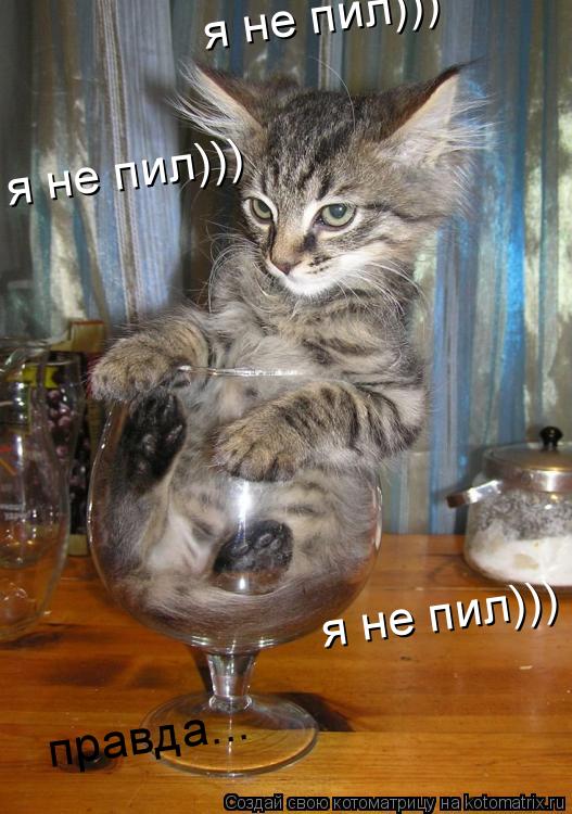 я не пил))) я не пил))) я не пил))) правда...... Котоматрица: я не пил))) я не пил))) я не пил))) правда...