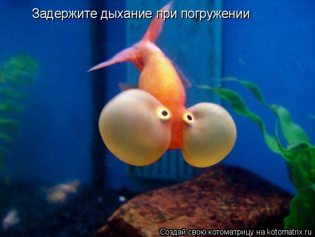 Задержите дыхание при погружении... Котоматрица: Задержите дыхание при погружении