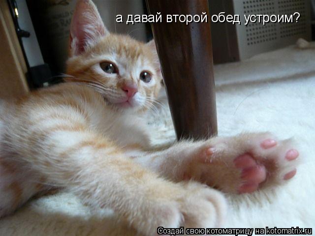 Котоматрица: а давай второй обед устроим?