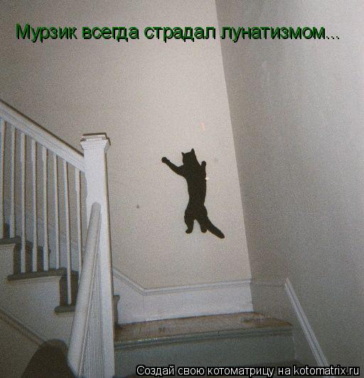 Мурзик всегда страдал лунатизмом...... Котоматрица: Мурзик всегда страдал лунатизмом...