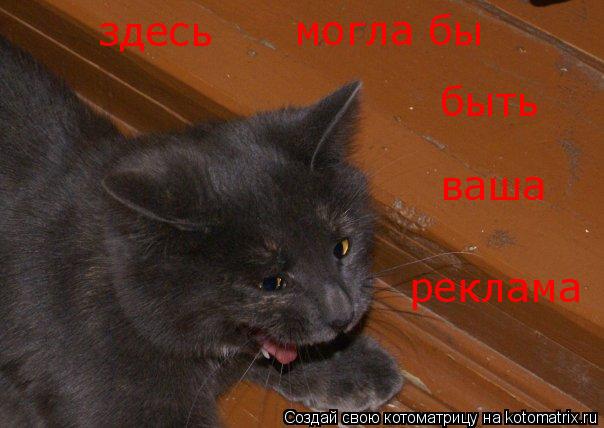 здесь могла бы быть ваша реклама... Котоматрица: здесь могла бы быть ваша реклама