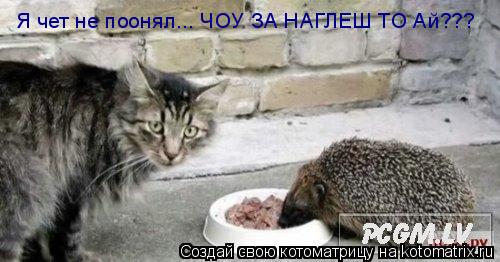 Я чет не поонял... ЧОУ ЗА НАГЛЕШ ТО Ай???... Котоматрица: Я чет не поонял... ЧОУ ЗА НАГЛЕШ ТО Ай???