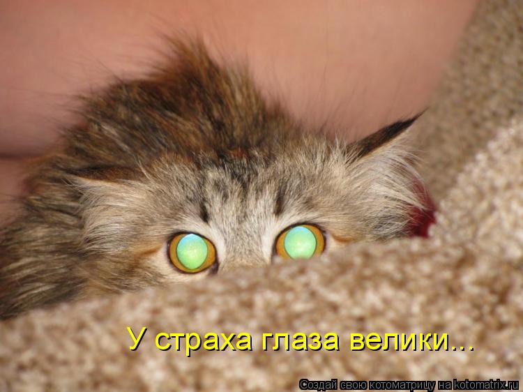 Котоматрица: У страха глаза велики...