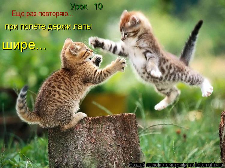 Ещё раз повторяю... Урок № 10 при полёте держи лапы шире...... Котоматрица: Ещё раз повторяю... Урок № 10 при полёте держи лапы шире...