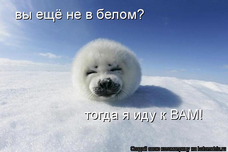 вы ещё не в белом? тогда я иду к ВАМ!... Котоматрица: вы ещё не в белом? тогда я иду к ВАМ!