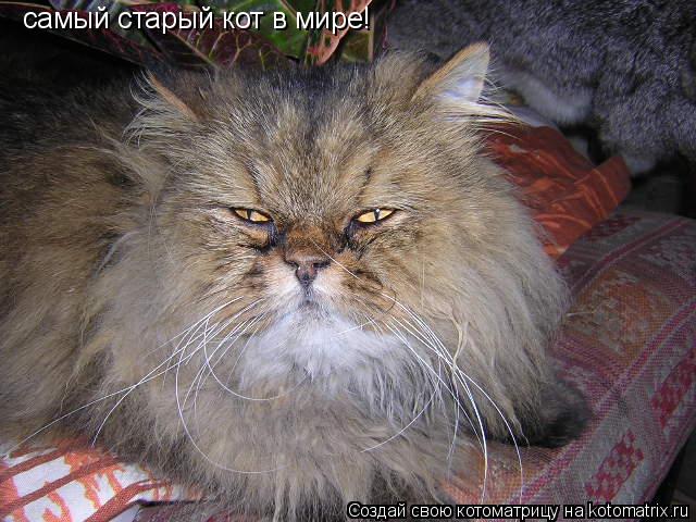 самый старый кот в мире!... Котоматрица: самый старый кот в мире!