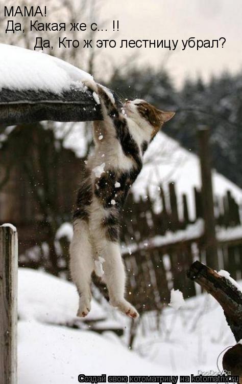 МАМА! Да, Какая же с... !! Да, Кто ж это лестницу убрал?... Котоматрица: МАМА! Да, Какая же с... !! Да, Кто ж это лестницу убрал?