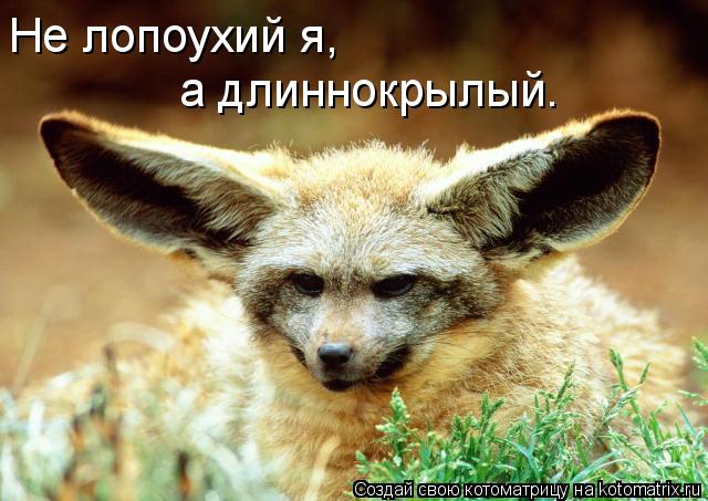Не лопоухий я, а длиннокрылый.... Котоматрица: Не лопоухий я, а длиннокрылый.