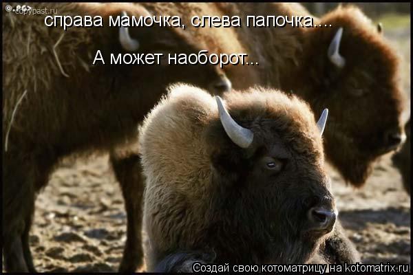 справа мамочка, слева папочка.... А может наоборот...... Котоматрица: справа мамочка, слева папочка.... А может наоборот...