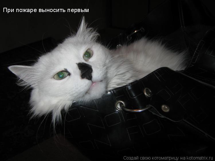 При пожаре выносить первым... Котоматрица: При пожаре выносить первым