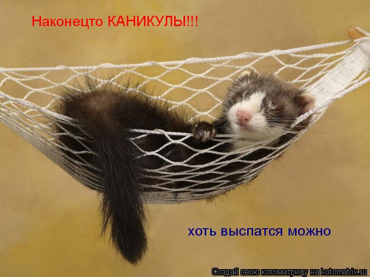 Наконецто КАНИКУЛЫ!!! хоть выспатся можно... Котоматрица: Наконецто КАНИКУЛЫ!!! хоть выспатся можно