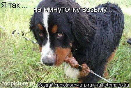 Котоматрица: Я так ... на минуточку возьму...