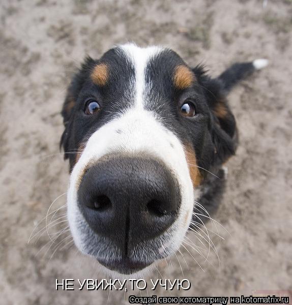 Котоматрица: НЕ УВИЖУ,ТО УЧУЮ