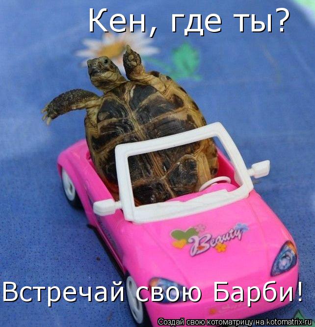 Кен, где ты? Встречай свою Барби!... Котоматрица: Кен, где ты? Встречай свою Барби!