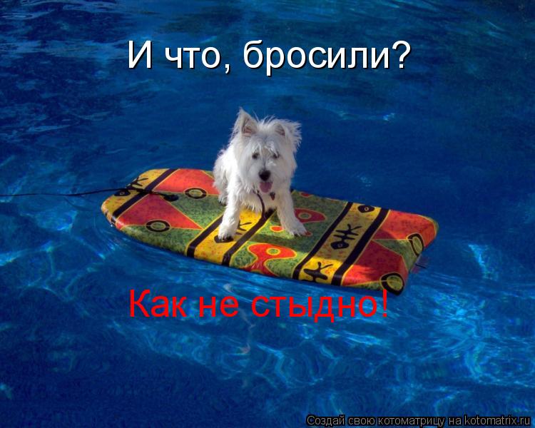 Котоматрица: И что, бросили? Как не стыдно!