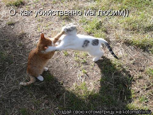 О, как убийственно мы любим))... Котоматрица: О, как убийственно мы любим))