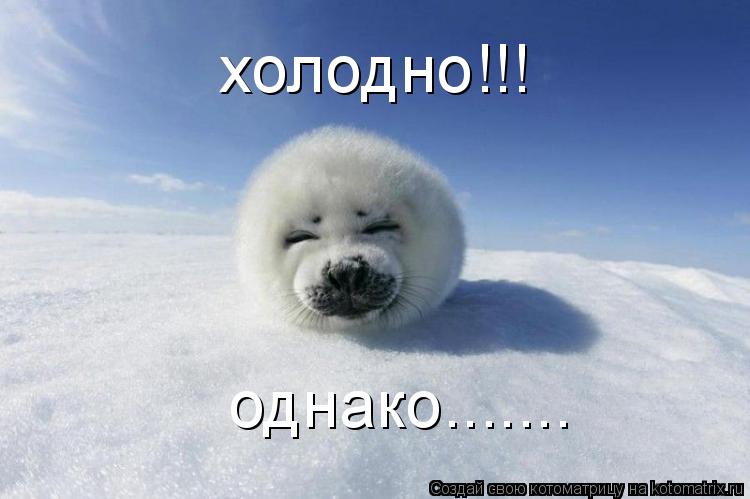 Котоматрица: холодно!!! однако.......