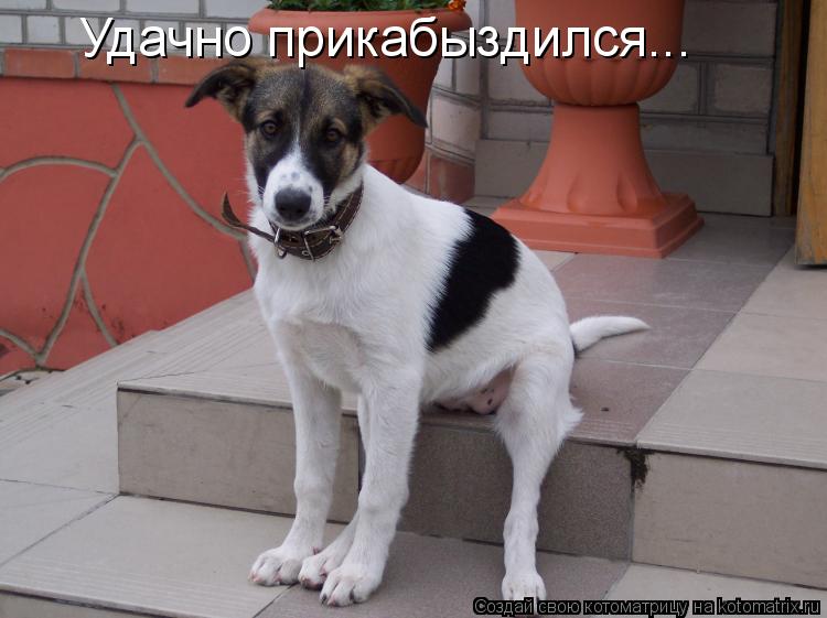 Котоматрица: Удачно прикабыздился...