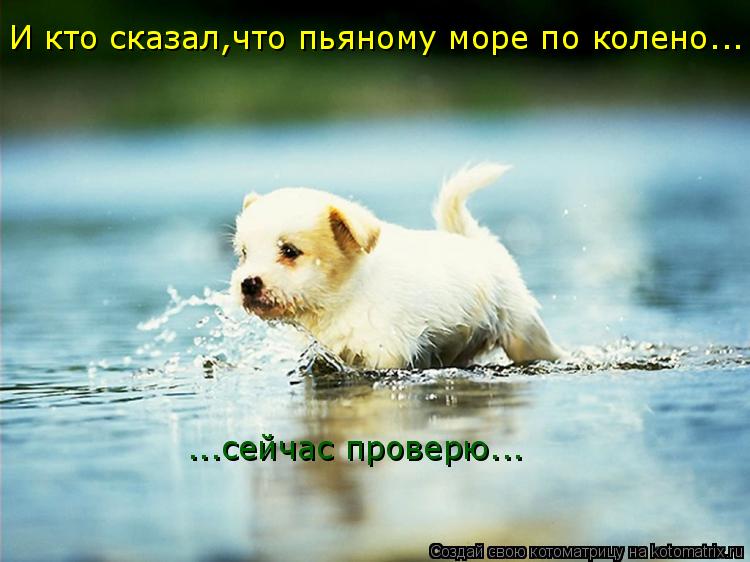 Котоматрица: И кто сказал,что пьяному море по колено... ...сейчас проверю...