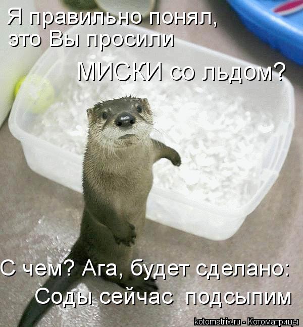 это Вы просили Я правильно понял, Соды сейчас подсыпим МИСКИ со льдом? С чем? Ага, будет сделано:... Котоматрица: это Вы просили Я правильно понял, Соды сейчас подсыпим МИСКИ со льдом? С чем? Ага, будет сделано: