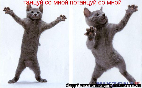 танцуй со мной потанцуй со мной... Котоматрица: танцуй со мной потанцуй со мной