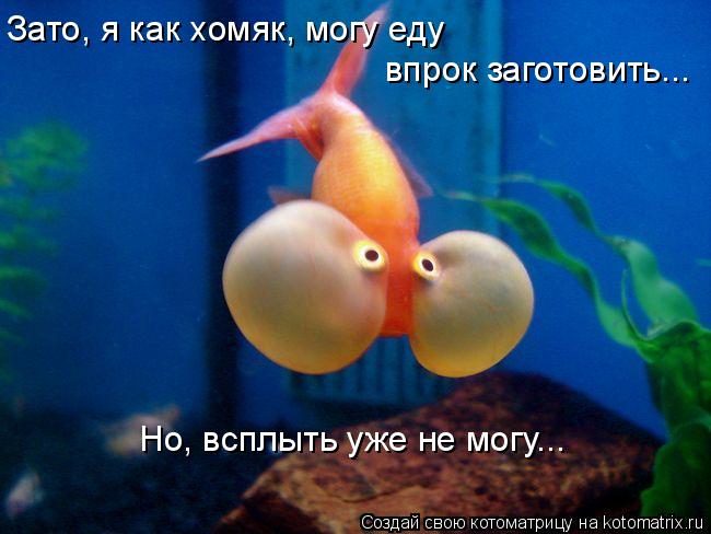 Зато, я как хомяк, могу еду впрок заготовить... Но, всплыть уже не могу...... Котоматрица: Зато, я как хомяк, могу еду впрок заготовить... Но, всплыть уже не могу...