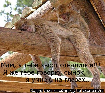 Мам, у тебя хвост отвалился!!! Я же тебе говорю, сынок, я умнею на глазах...... Котоматрица: Мам, у тебя хвост отвалился!!! Я же тебе говорю, сынок, я умнею на глазах...