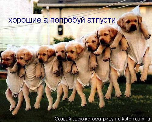 хорошие а попробуй атпусти... Котоматрица: хорошие а попробуй атпусти