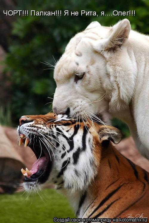 ЧОРТ!!! Палкан!!! Я не Рита, я....Олег!!!... Котоматрица: ЧОРТ!!! Палкан!!! Я не Рита, я....Олег!!!